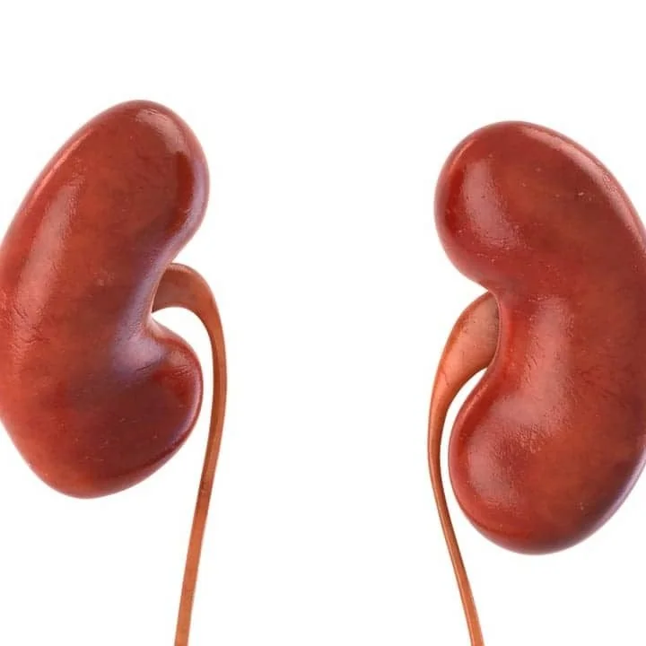 Chronic kidney disease: A long-term medical disorder wherein the kidneys of an individual or animal are not working effectively.