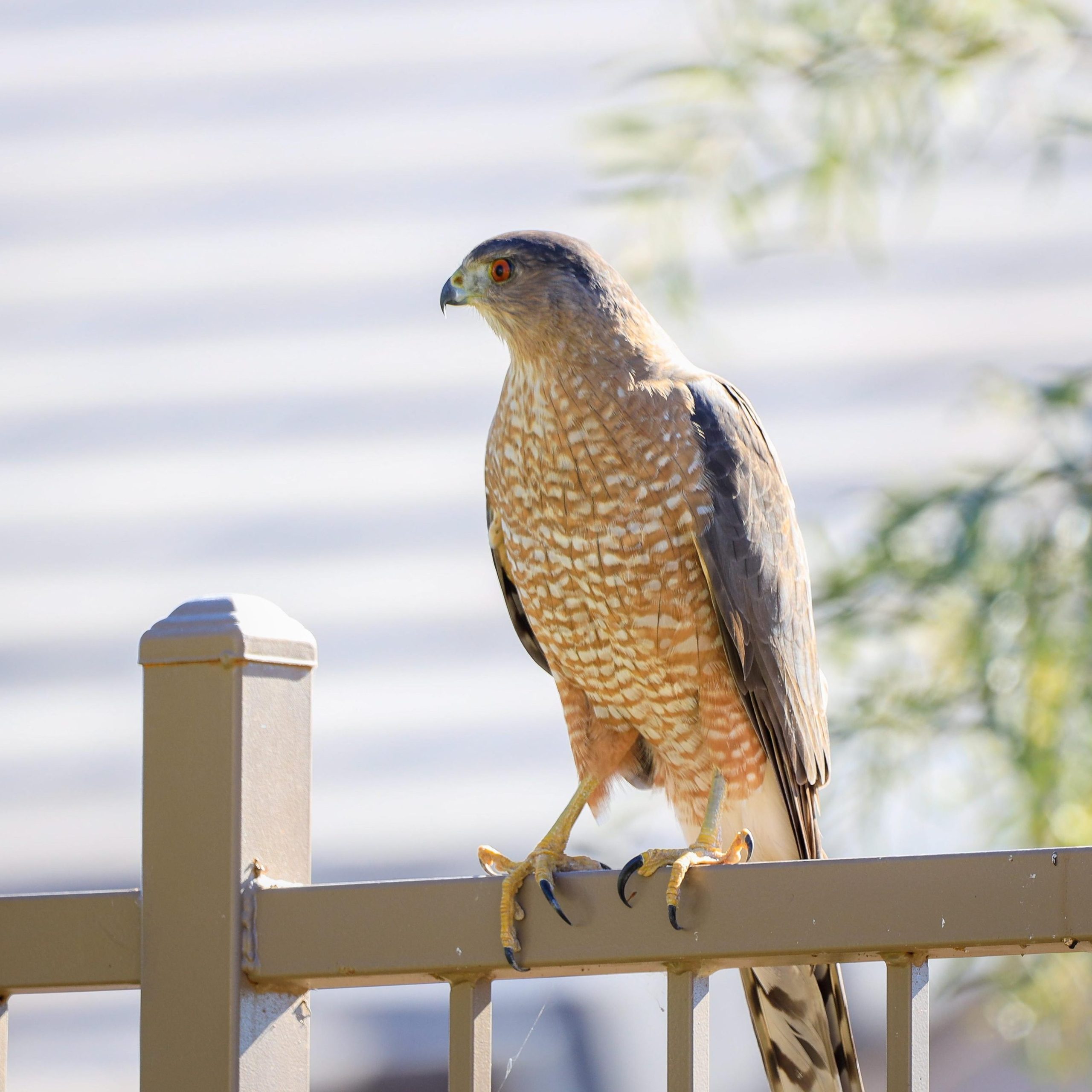 Cooper’s Hawk Winery & Restaurants: Chain of wineries with on-site restaurants and retail stores in the USA. The wine is produced at company headquarters in Illinois.