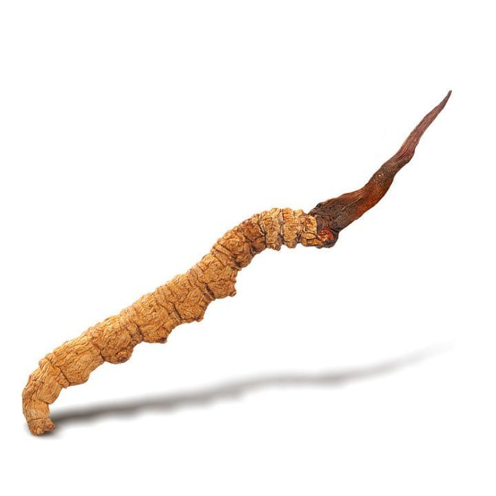 Cordyceps: Fungus existing on some caterpillars in mountainous regions of China. Commonly used in lab-based supplements.