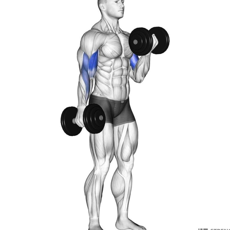 Biceps curl: A type of exercise where a person bring their forearm up and down by bending at the elbow while holding a weight.
