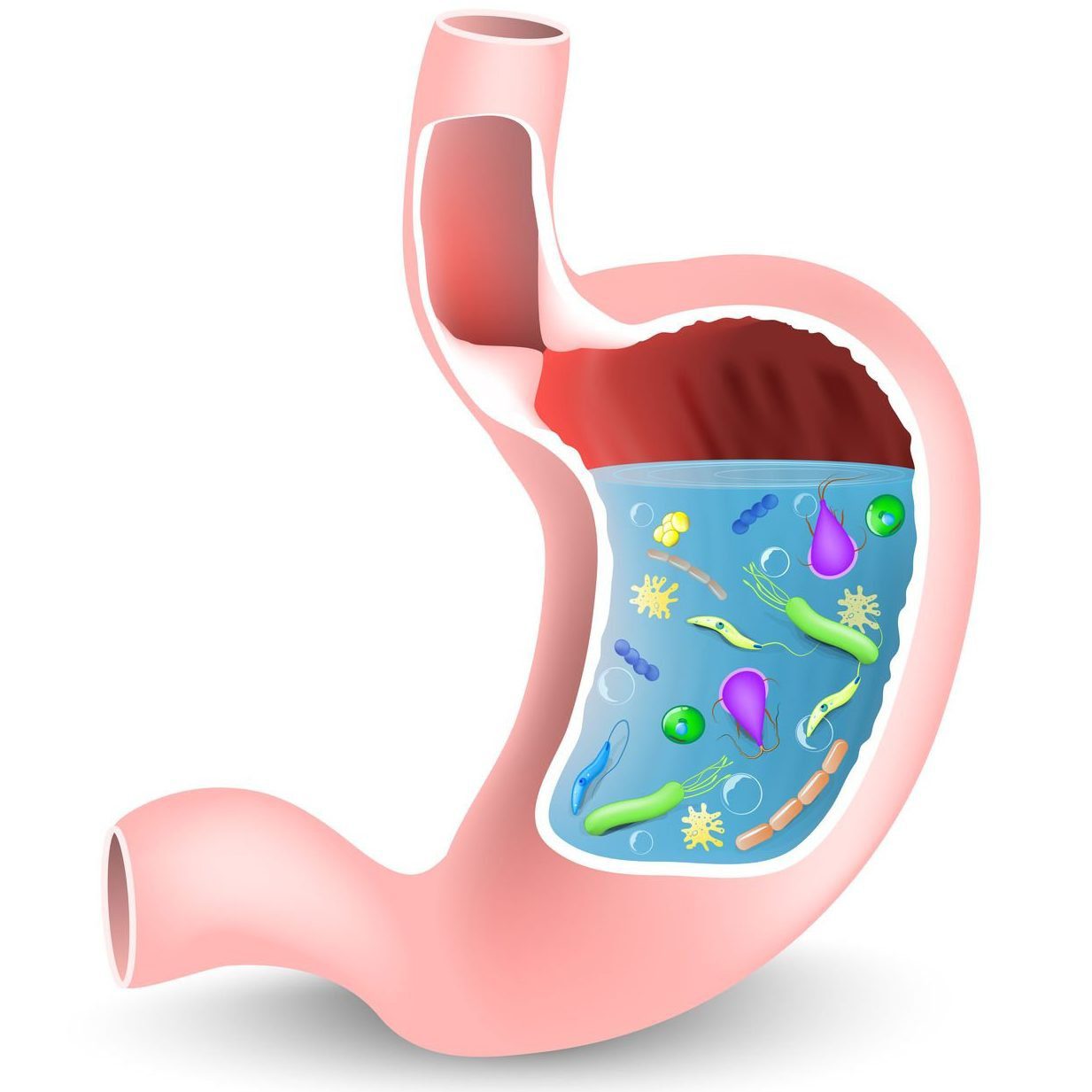 Microbiota: Collection of micro-organisms within a specified environment, e.g. the gut.