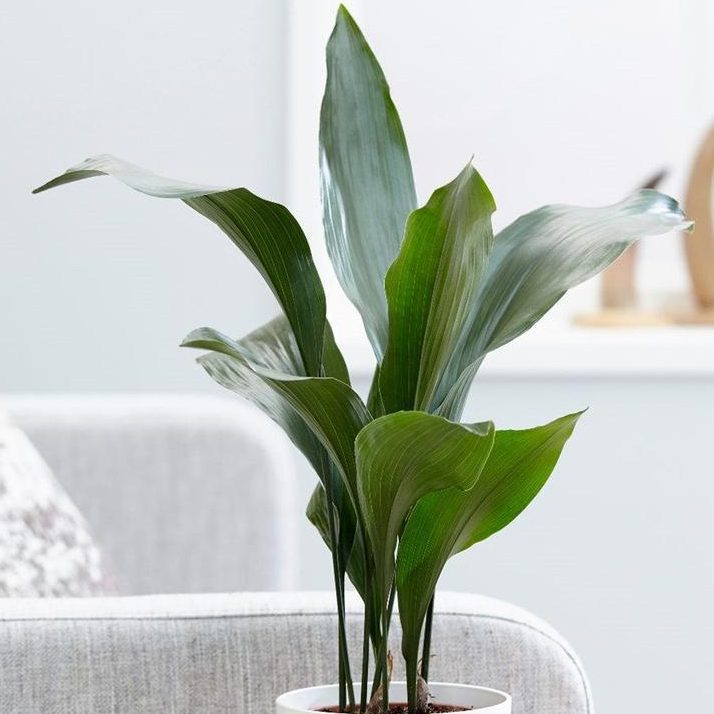 Houseplants: Plants for inside homes.