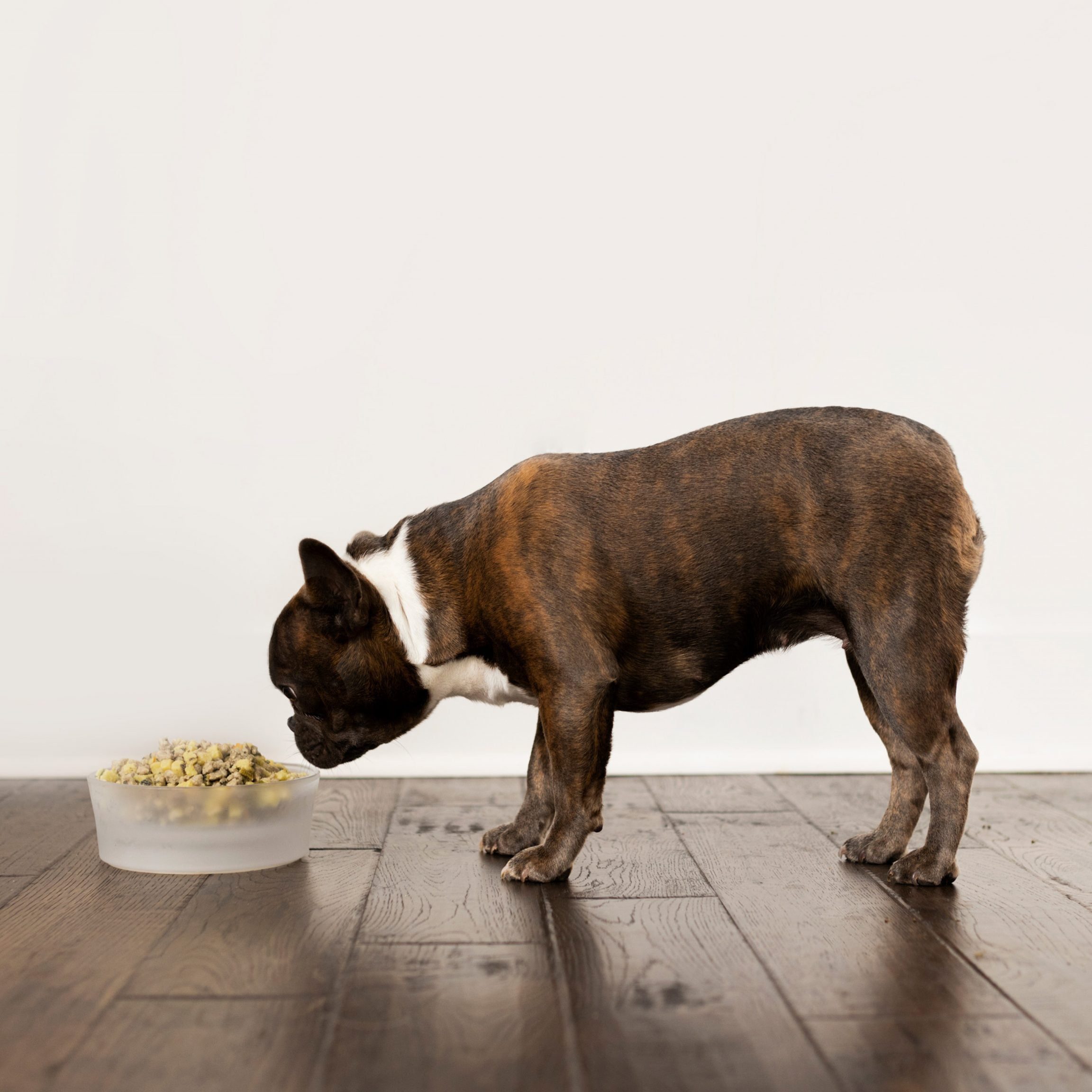 Just food for dogs: Direct-to-consumer (DTC) vet-developed dog food brand.