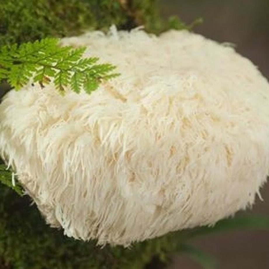 Lion’s mane mushroom: A lion’s mane mushroom is a type of mushroom that is found in various parts of the world. It is claimed to have a range of potential health benefits, including improved cognitive function and immune system support.