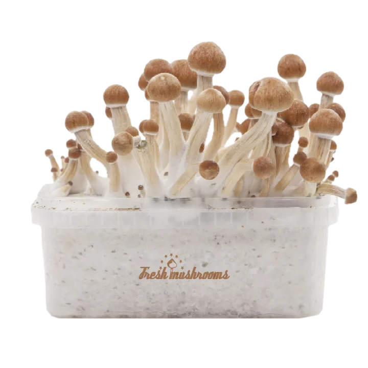 Mushroom grow kit: Kit for DIY mushroom cultivation. Various different products produce different varieties of mushroom.