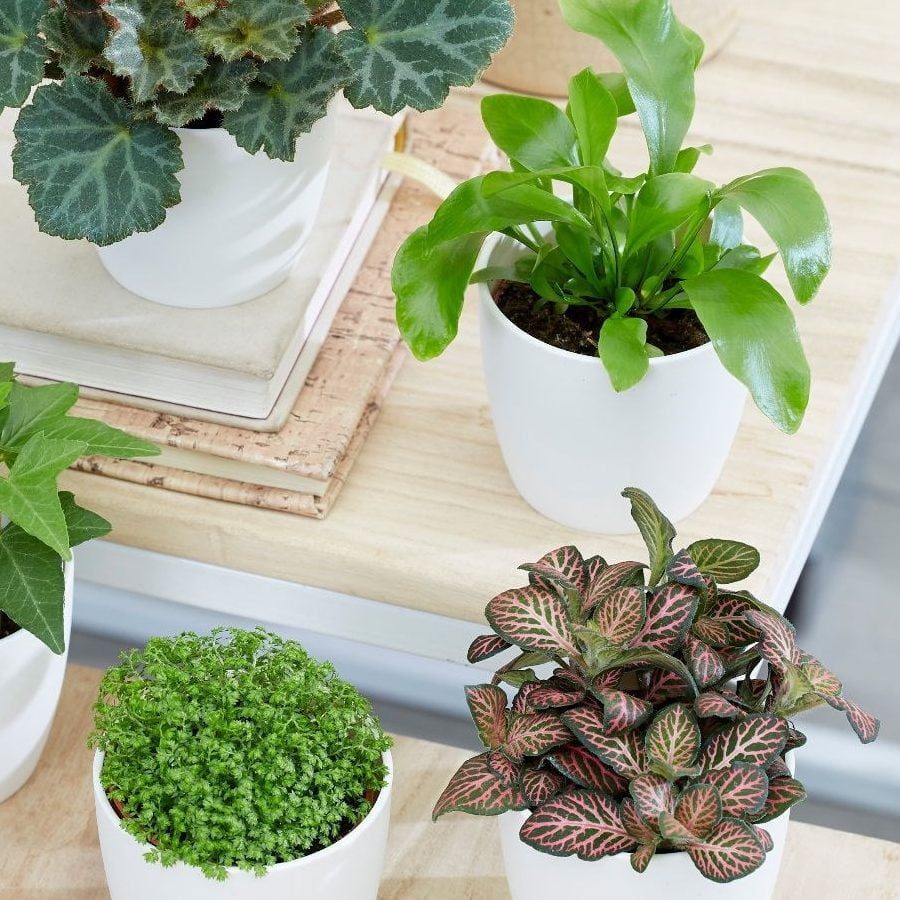 House plant box: Subscription houseplant delivery brand that offers a variety of indoor and outdoor plant varieties.