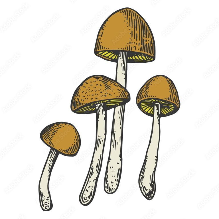Mushroom microdose: The practice of consuming small amounts of psilocybin mushrooms or other psychedelic substances in an effort to enhance creativity, productivity, or other mental or emotional states.