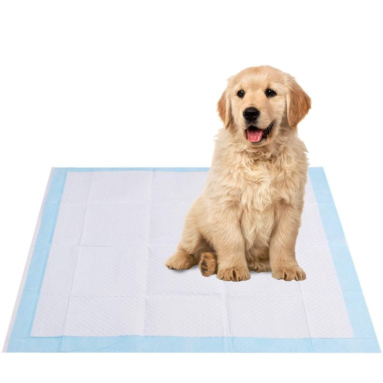 Puppy pads: Disposable absorbent sheets for toilet training puppies.