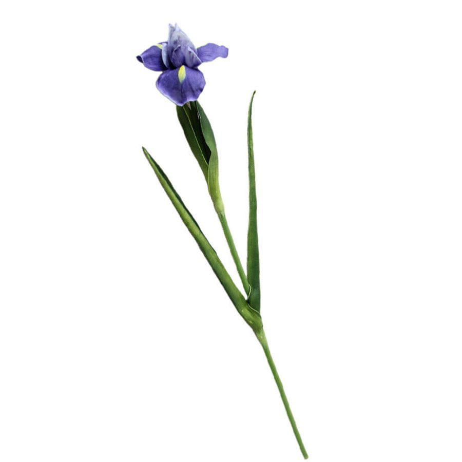 Spiderwort: Plant with long leaves and purple buds. Native to North, Central, and South America.