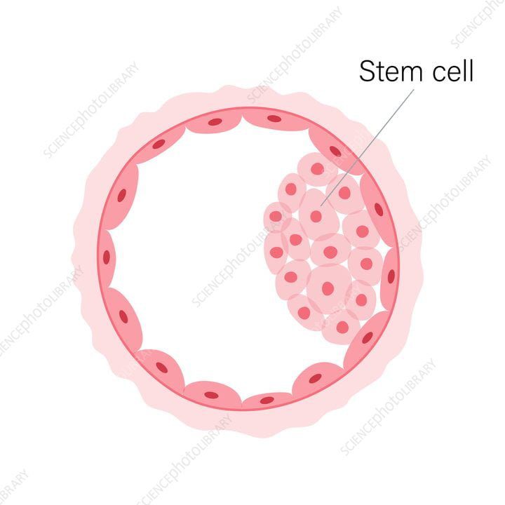 Organoids: Artificially-grown miniaturized versions of organs, allowing the micro-biology of diseases and treatments to be studied in laboratories.