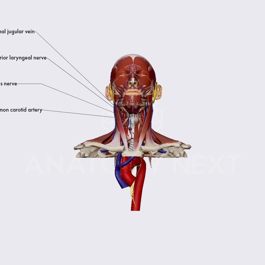 Vagus nerve stimulation: A medical treatment that involves the use of electrical stimulation to stimulate the vagus nerve, which is a major nerve in the body that is involved in many functions, including the cardiovascular and digestive systems.